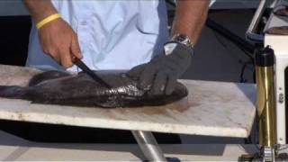 The BEST Way to Fillet Catfish [upl. by Agosto]