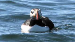 Atlantic Puffin [upl. by Rebah]