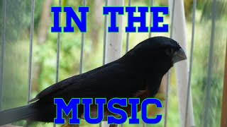 Trinidad bullfinch MUSIC [upl. by Okier865]