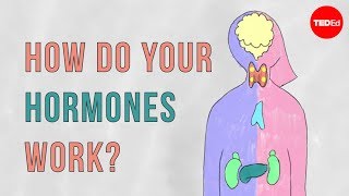 How do your hormones work  Emma Bryce [upl. by Adnik]