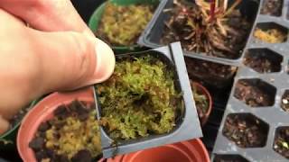 How To Grow Live Sphagnum Moss [upl. by Inalak]