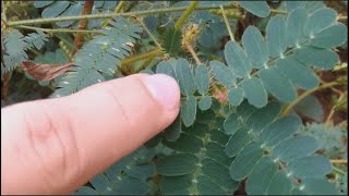 Mimosa púdica sensitiva dormilona vergonzosa nometoques moriviví dormidera adormidera [upl. by Trudy40]