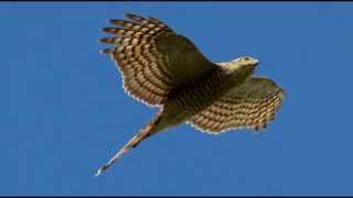 Sparrowhawk Bird Call Bird Song [upl. by Nauqan]