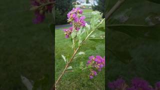 Identifying and controlling Powdery Mildew on Crape Myrtle [upl. by Schertz]