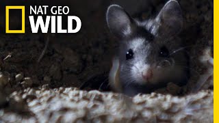 The Grasshopper Mouse Is a Killer Howling Rodent  Nat Geo Wild [upl. by Derek]