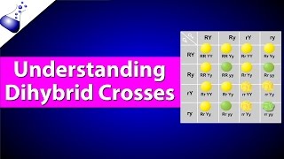 Dihybrid Genetic Cross [upl. by Aneertak377]