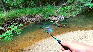 Action Packed Small Creek Fishing [upl. by Larimer]