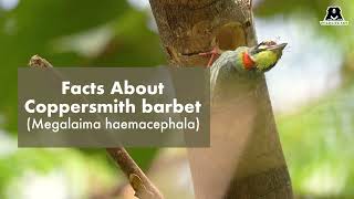 Facts About Coppersmith Barbet [upl. by Ytak]