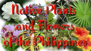 Native Plants and Flowers of the Philippines [upl. by Orabla911]