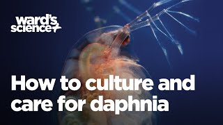 Caring and Culturing for Daphnia [upl. by Tserrof377]