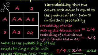 Probabilities and Punnett Squares [upl. by Gunner]