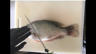 How to Fillet Crappie Easy [upl. by Enirrok3]