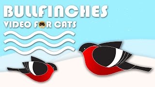 Cat Games on Screen  Bullfinches BIRDS VIDEO FOR CATS TO WATCH [upl. by Nerti]