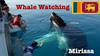 Whale Watching ll Mirissa ll SriLanka ll SriLanka Tourism ll Kandy Luxury Tours [upl. by Dagall]