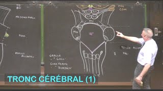 Anatomie du tronc cérébral 1 Neuroanatomie 3 [upl. by Janot]