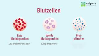 Alle Blutbestandteile einfach erklärt für die Blutmikroskopie [upl. by Norihs]