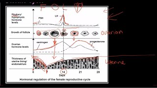 Grade 12 Life Sciences Human Reproduction Part 3 [upl. by Tabbatha357]