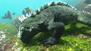 Swimming Marine Iguanas  Galapagos  BBC Earth [upl. by Toshiko]