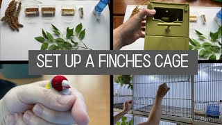 Cage setup for finches  Breeding Cages And How To Set Up [upl. by Ninnette]