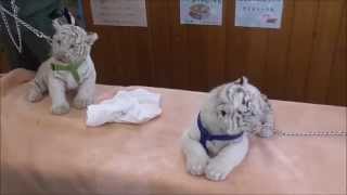 生後２ヶ月のホワイトタイガーの赤ちゃん 2 months baby White Tigers [upl. by Aivitnahs]