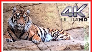 London Zoo Animals  FULL walking tour  Things to do in LONDON  3h40m [upl. by Rinee]