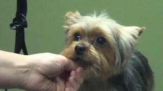 How to Groom A Yorkie Puppy Cut Yorkshire Terrier  DoItYourself Dog Grooming [upl. by Werdma]