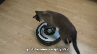 Cat shows HOW TO use iRobot Roomba Vacuum [upl. by Anegal]