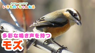 モズ  多彩な鳴き声を持つ鳥 [upl. by Nhtanhoj]