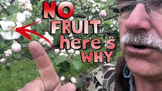 4 Reasons Why Your Fruit Tree is Not Producing Fruit [upl. by Nylimaj]