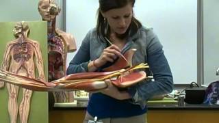 Anatomy and Physiology Lab Blood Vessels Part 1 Arteries [upl. by Gold599]