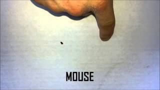 The Difference Between Bat and Mouse Droppings [upl. by Lamiv]