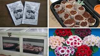 Planting GLOXINIA Seeds  Sinningia Seciosa  Stokes Seeds [upl. by Yaeger]