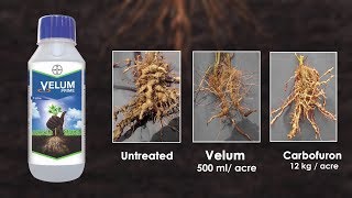 Velum Prime Stop Root Knot Nematodes amp Protect Your Crops  Bayer [upl. by Ludie]