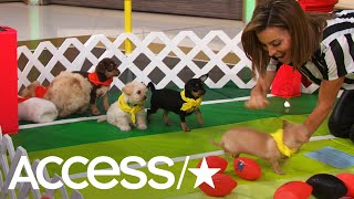 Puppy Bowl XIV Meet The Adorable AllStars  Access [upl. by Ilamad]