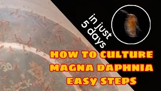 How to Culture Magna Daphnia Easily [upl. by Hyacinthe353]