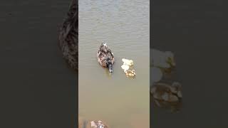 Turtle eats duckling [upl. by Odie]