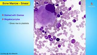 Histology Bone marrow smear  Shotgun Histology [upl. by Annoid]