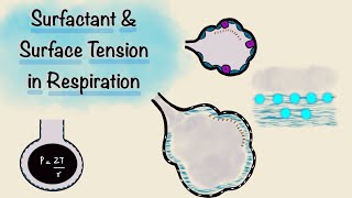 Surfactant and Surface Tension in Respiration  Breathing Mechanics  Respiratory Physiology [upl. by O'Donovan]