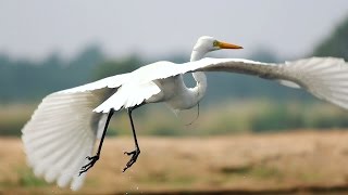 Great Egret Bird [upl. by Suhploda]