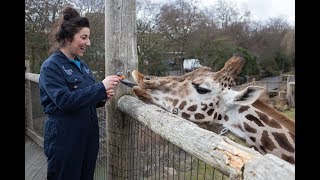 Keeper for a Day Experience at ZSL London Zoo [upl. by Akinihs]