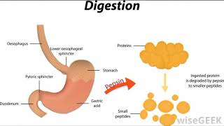 What is Protease [upl. by Tung419]