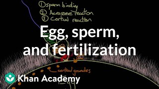 Egg sperm and fertilization  Behavior  MCAT  Khan Academy [upl. by Collar]