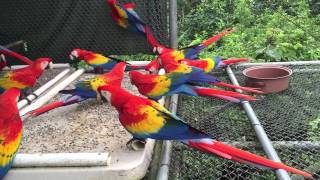 Guacamayas libres [upl. by Matty535]