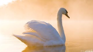 Beautiful Relaxing Hymns Peaceful Instrumental Music quotQuiet Lake Morning Sunrisequot Tim Janis [upl. by Anak]