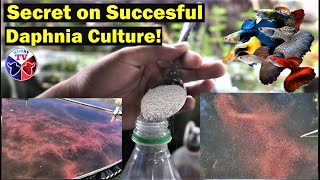 How to Culture Daphnia Successfully [upl. by Anoniw151]