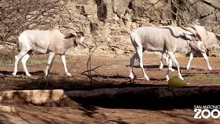 All About Addax [upl. by Freemon]