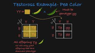 Testcross Explained [upl. by Malchy]