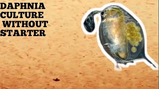 HOW TO CULTURE DAPHNIA NATURALLY WITHOUT A STARTER [upl. by Assiled]