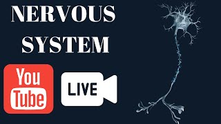 Nervous System  Neuron amp Nerves [upl. by Anelej]