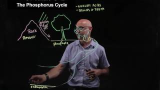 The phosphorus cycle [upl. by Aihsak766]